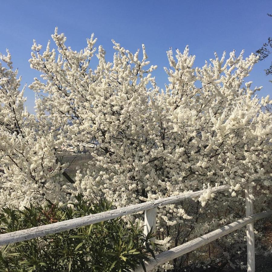 Affittacamere Relais Il Pigno Affi Esterno foto